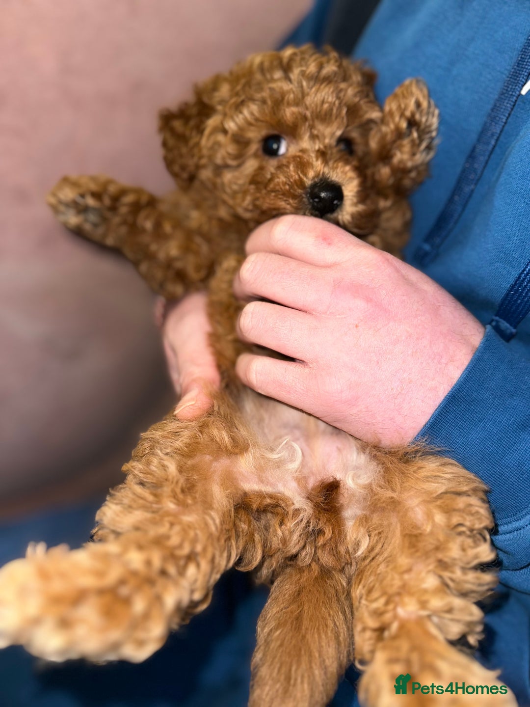 Toy Poodle dogs for sale: Toy poodle puppy - Advert 6