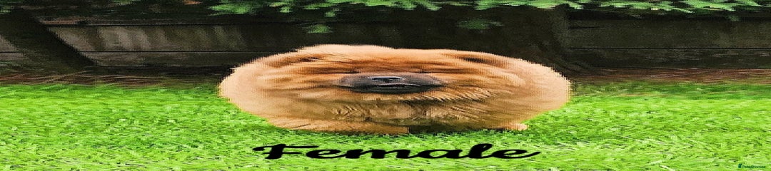Chow Chow Puppy 4
