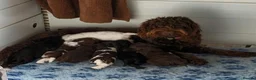Cockapoo dogs for sale: F1b SPROODLE PUPPIES FROM 5* LICENCED BREEDER - Advert 3