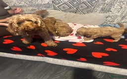 Cavapoo dogs for sale: Cavapoo puppies for sale - Image 13