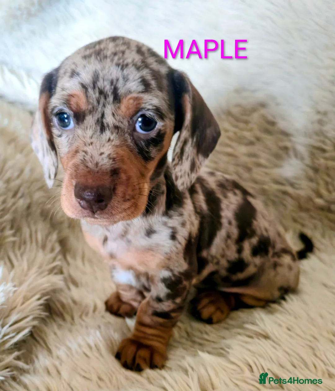 Miniature Dachshund dogs for sale: Adorable Mini Dachshund pups,KC Reg, DNA Tested in Poole - Advert 3