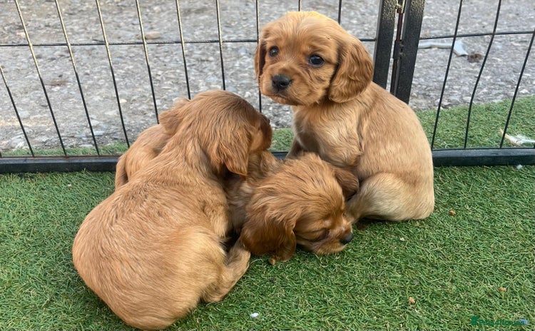 Mixed Breed dogs - Advert 11