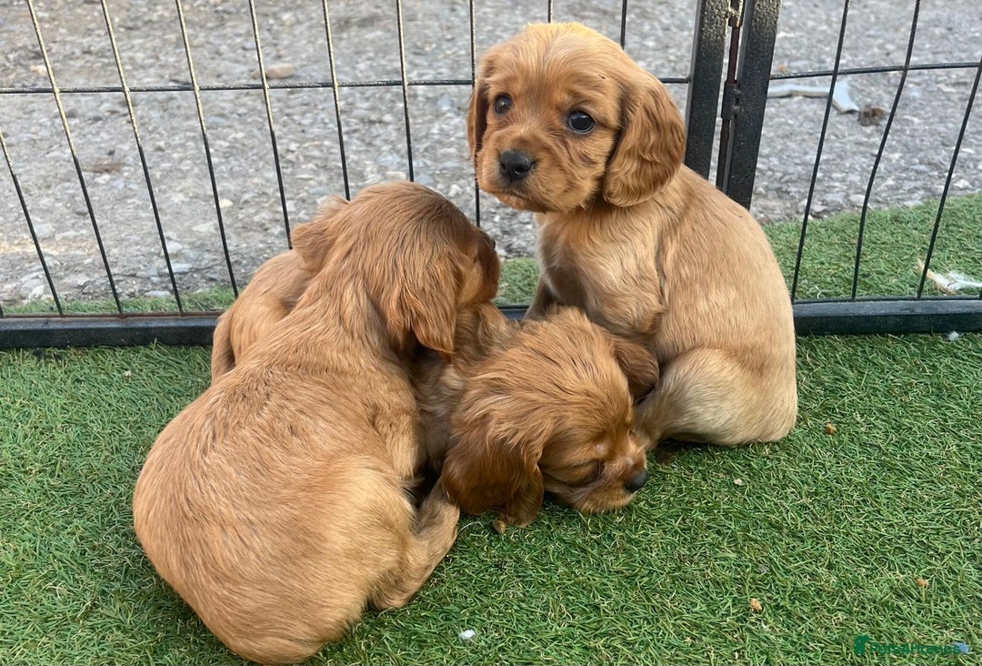 Mixed Breed dogs for sale: Beautiful litter of 6 cockalier pups - Image 1