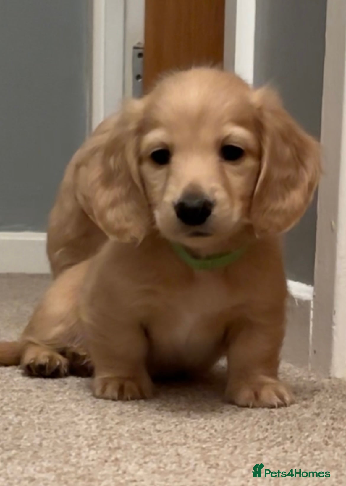 Miniature Dachshund dogs English cream longhair miniature daschound  - Advert 1