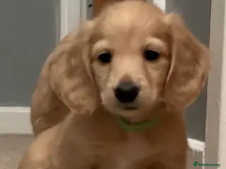 Miniature Dachshund dogs English cream longhair miniature daschound - Advert 3