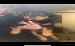 Rottweiler dogs for sale: champion bloodline full German pedigree pups  - Image 2