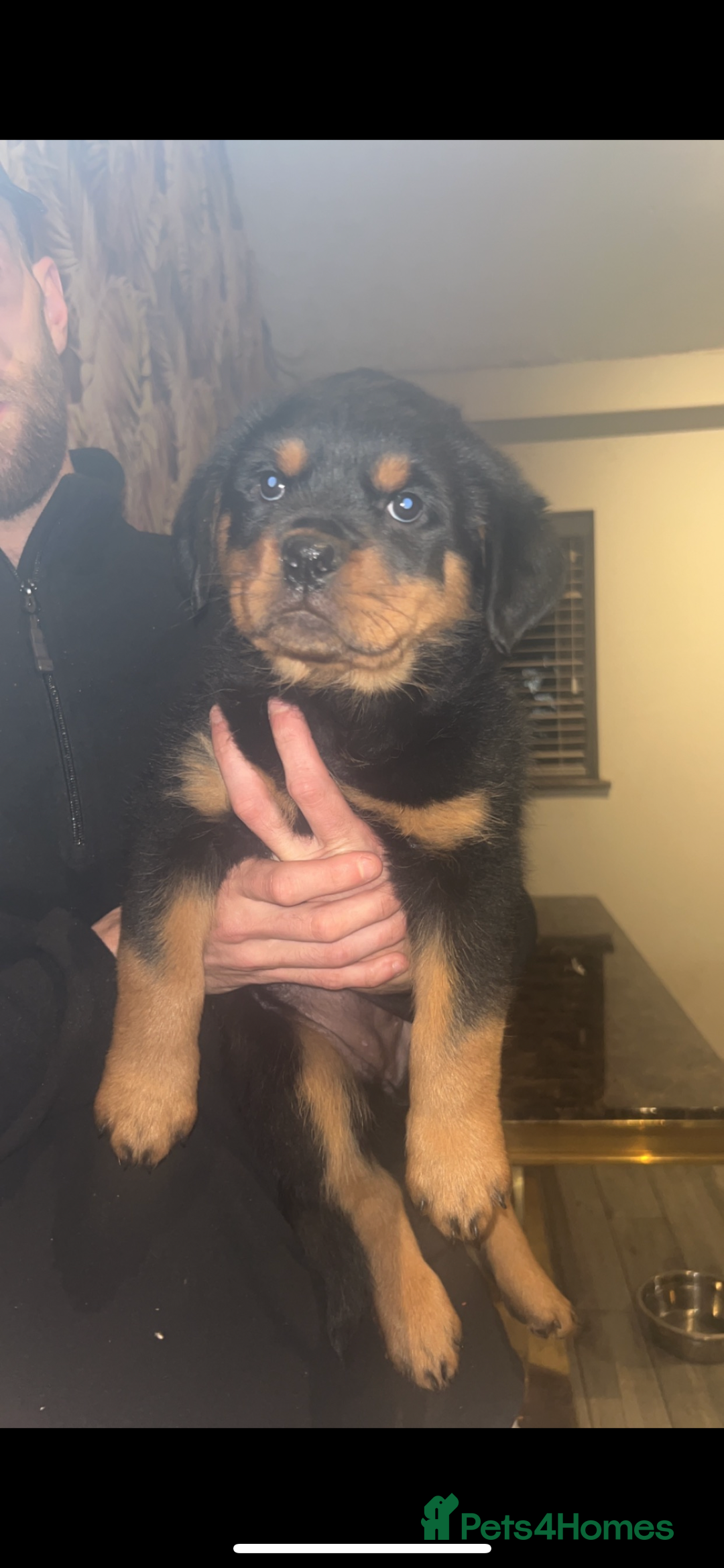 Rottweiler dogs for sale: champion bloodline full German pedigree pups  - Image 2