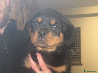 Rottweiler dogs champion bloodline full German pedigree pups - Advert 12