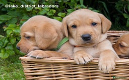 Labrador Retriever dogs for sale: Beautiful KC Registered Fox Red Labrador Puppies - Image 2