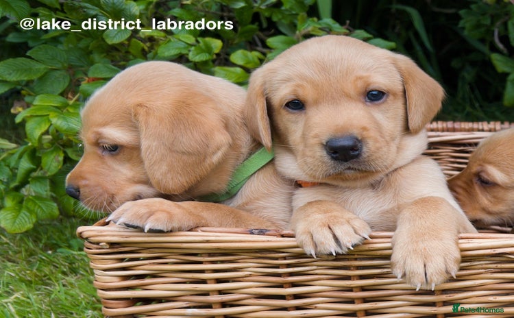 Labrador Retriever dogs - Advert 4
