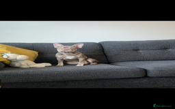 French Bulldog dogs for sale: New shade Isabella female 6month old - Image 3