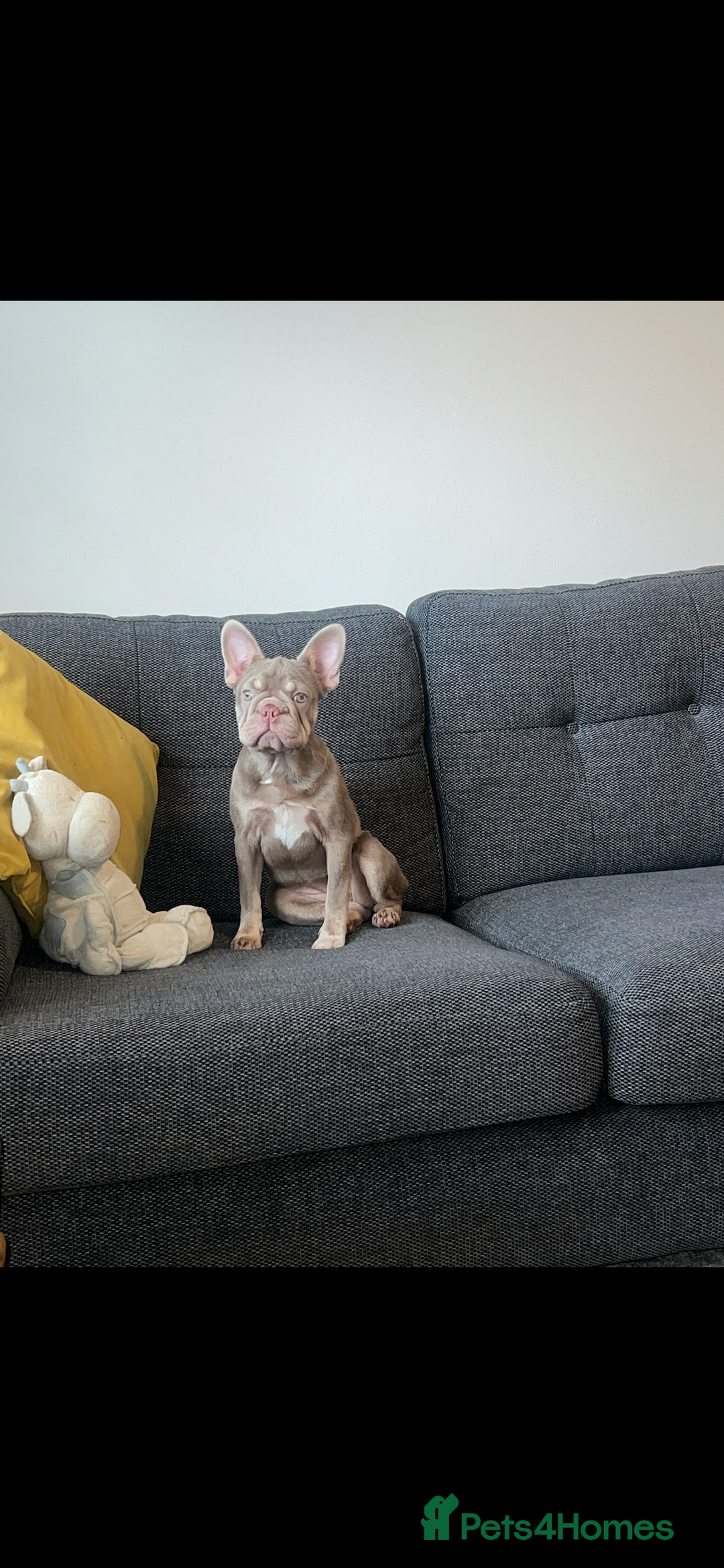 French Bulldog dogs for sale: New shade Isabella female 6month old - Image 3