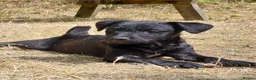 Patterdale Terrier dogs for sale: 2x Patterdale puppies - female - available now - Advert 3