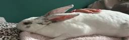 Rex rabbits for sale: Rex Rabbit - Advert 2