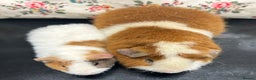 Guinea Pig rodents for sale: Gorgeous Pair of Teddy Boars  - Advert 3