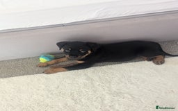 Rottweiler dogs for sale: Ronnie  - Image 6