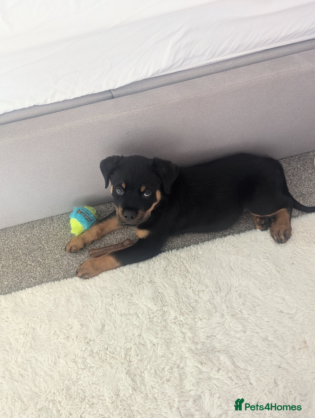 Rottweiler dogs for sale: Ronnie  - Image 6