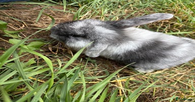 Mini Lop rabbits - Advert 3