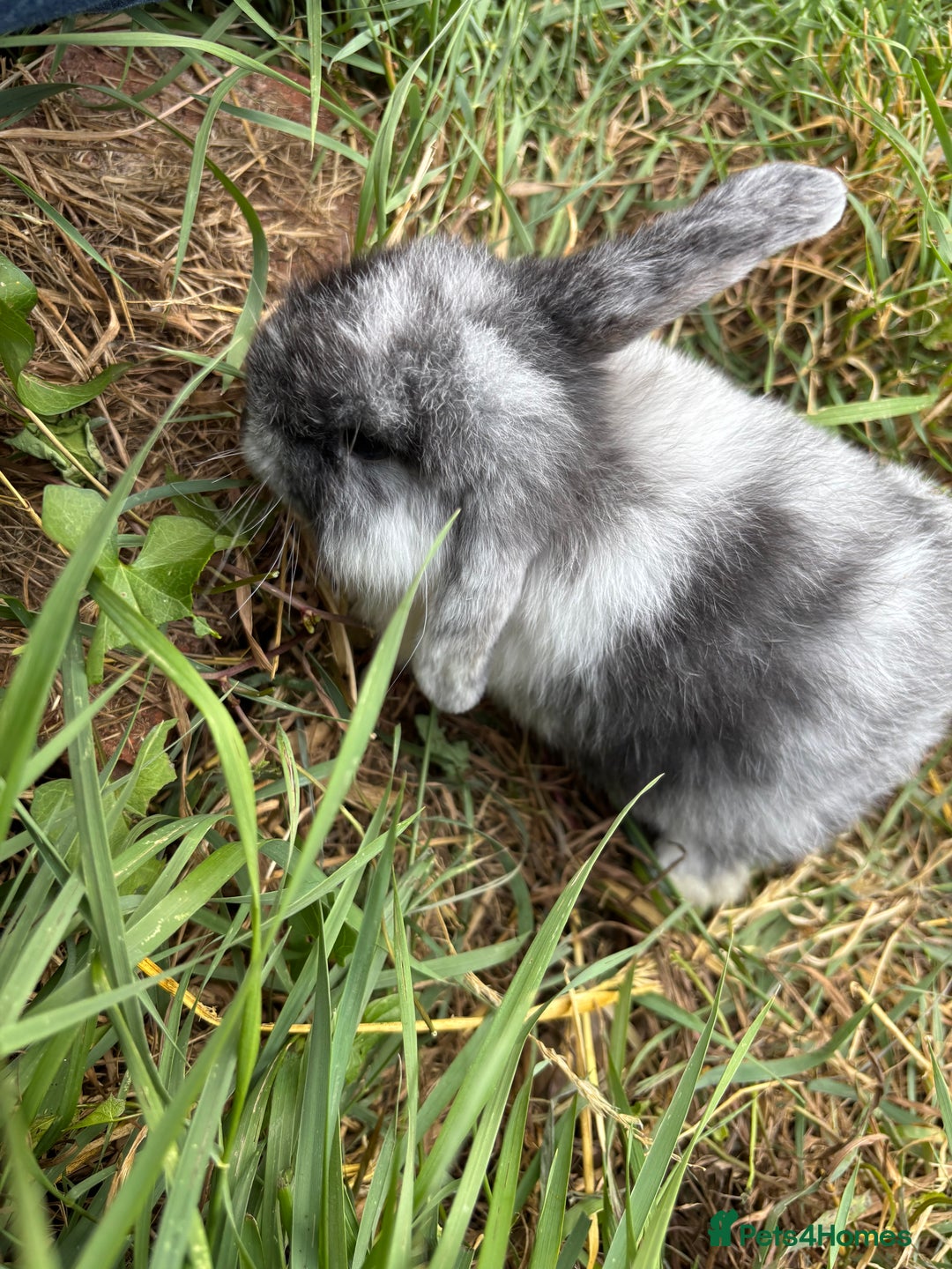 Mini Lop rabbits for sale: Mini Lop Boys(13w), Doug&Derek need a forever home - Image 2