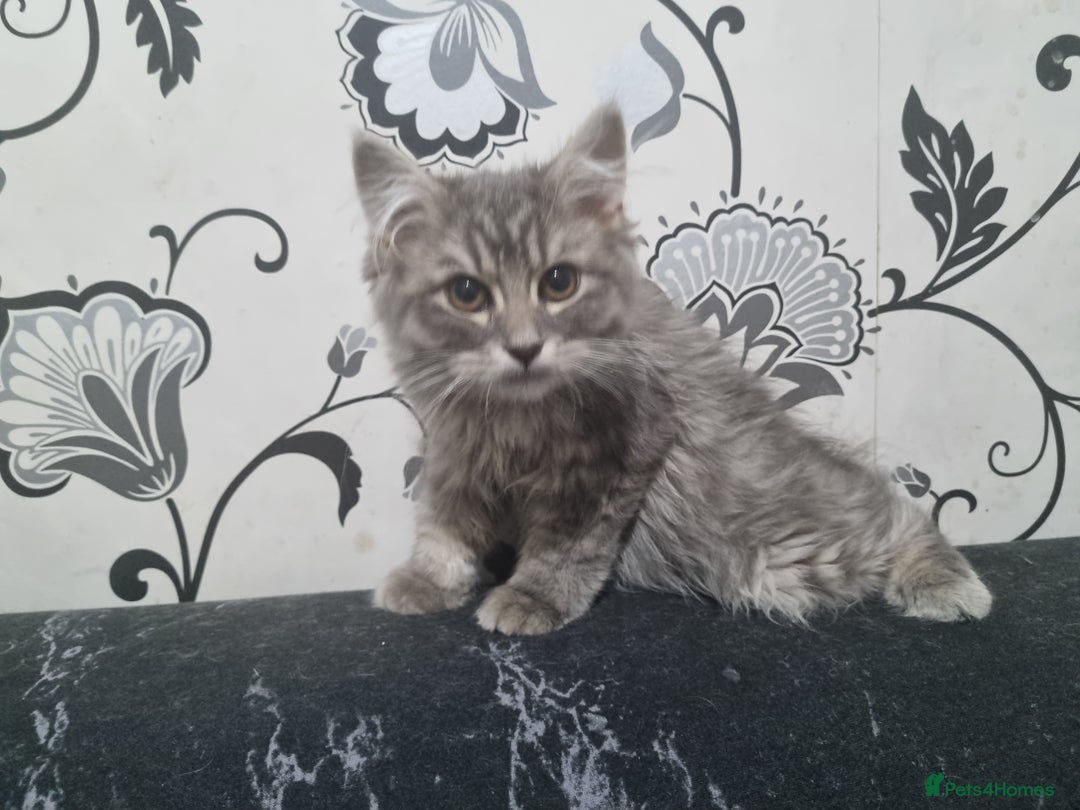 Mixed Breed cats for sale: 5 cute kittens available  - Image 6
