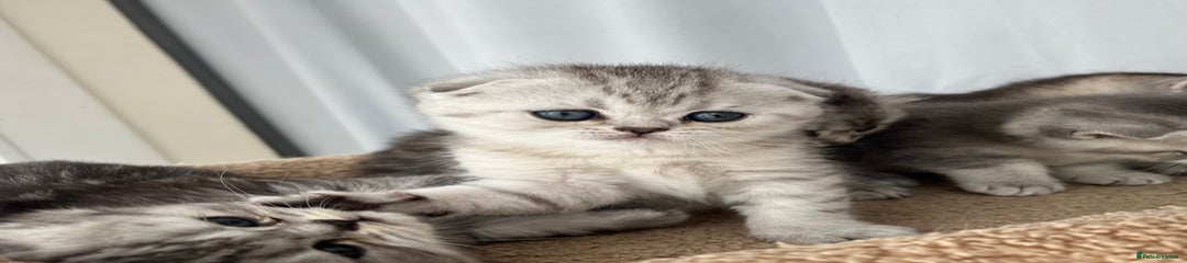 Scottish Fold Shorthair Kitten 1
