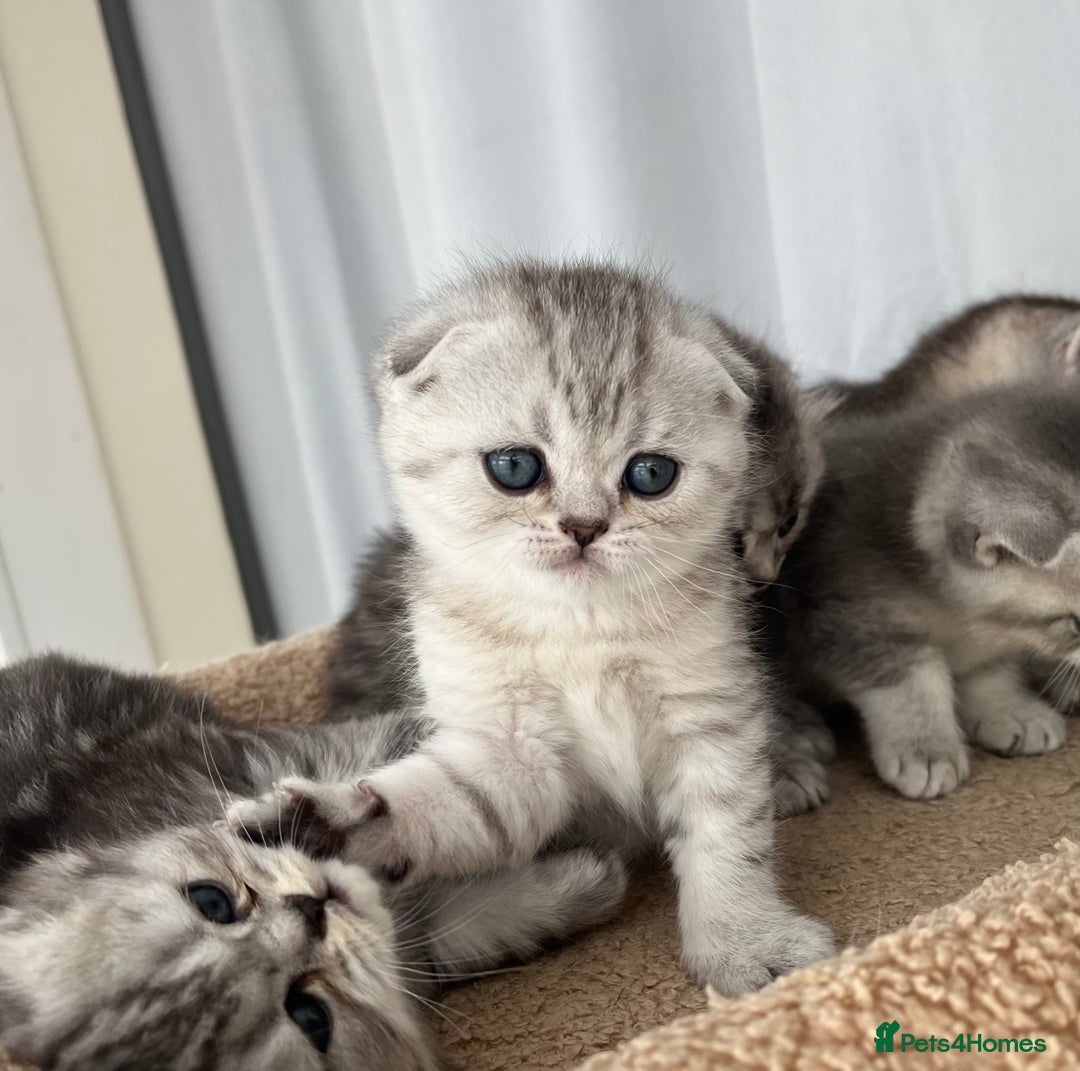 Scottish Fold cats for sale: Adorable Scottish Fold Kittens  - Image 26