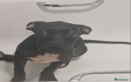 Mixed Breed dogs for sale: Cane corso x only one black girl available  in Paignton - Image 6