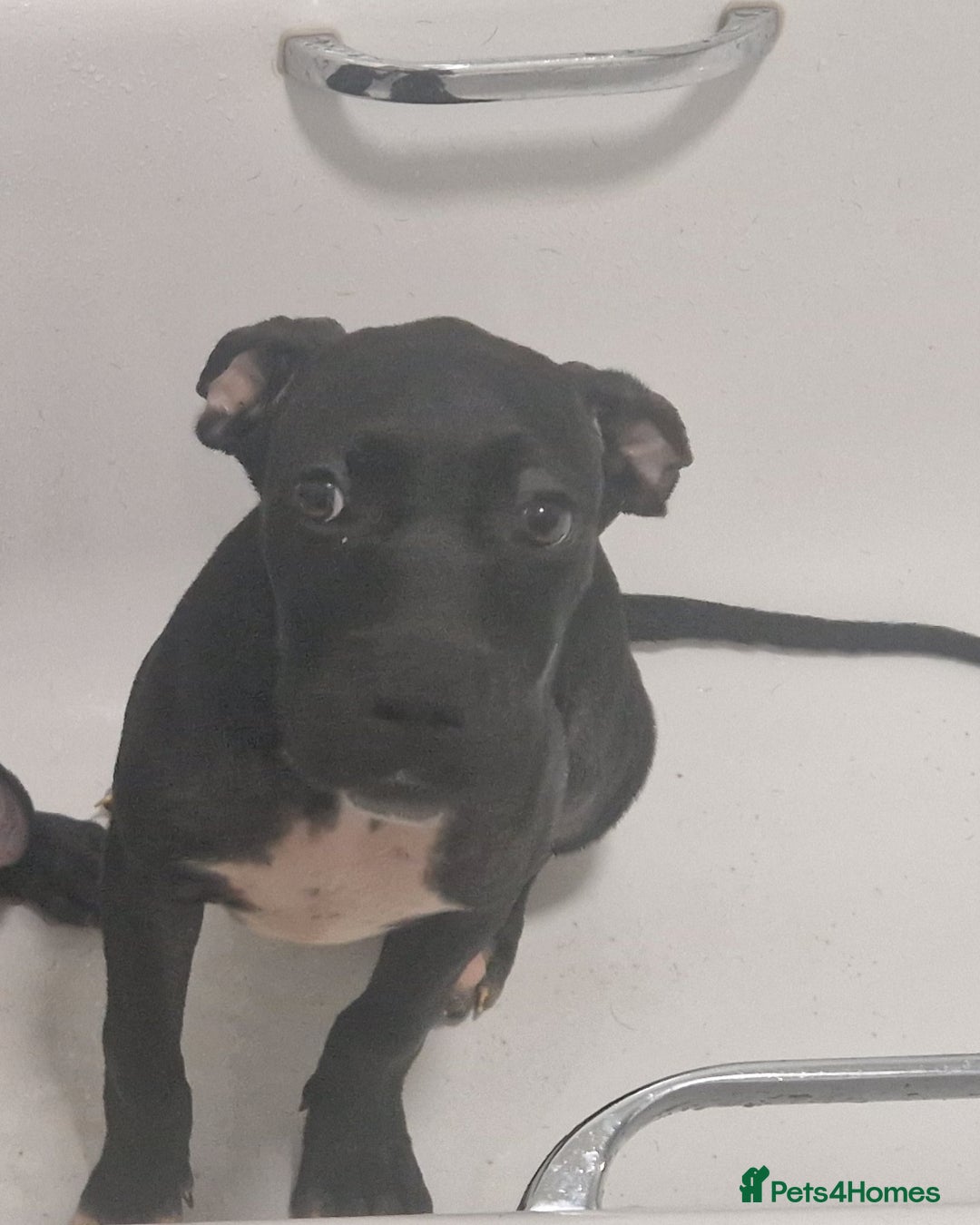 Mixed Breed dogs for sale: Cane corso x only one black girl available  in Paignton - Image 6