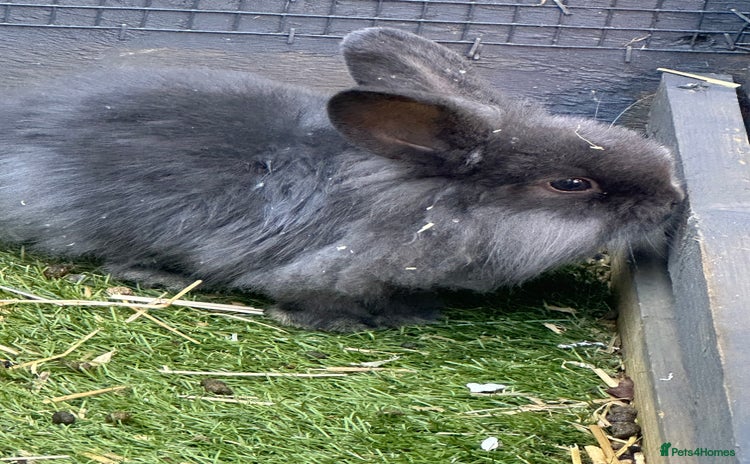 Mini Lion Lop rabbits - Advert 4