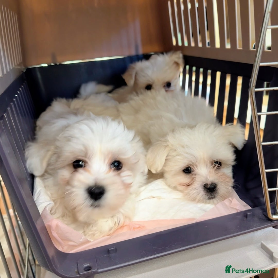 Maltese dogs for sale: Gorgeous Pure Maltese Puppies For New Home - Image 2