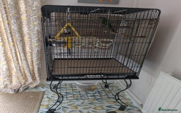 Conures birds for sale: Green cheek conjure  - Image 3