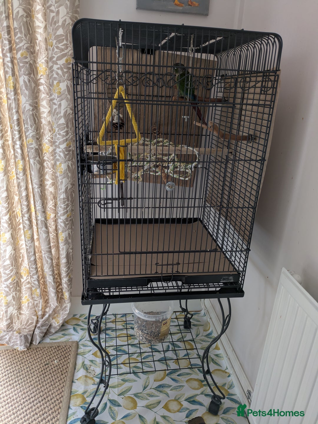 Conures birds for sale: Green cheek conjure  - Image 3