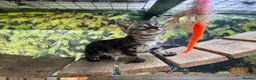 Bengal cats for sale: Stunning full marbled Bengal - Advert 30