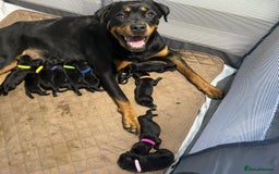 Mixed Breed dogs for sale: 11 adorable Rottador Labweiler puppies for sale   - Image 10