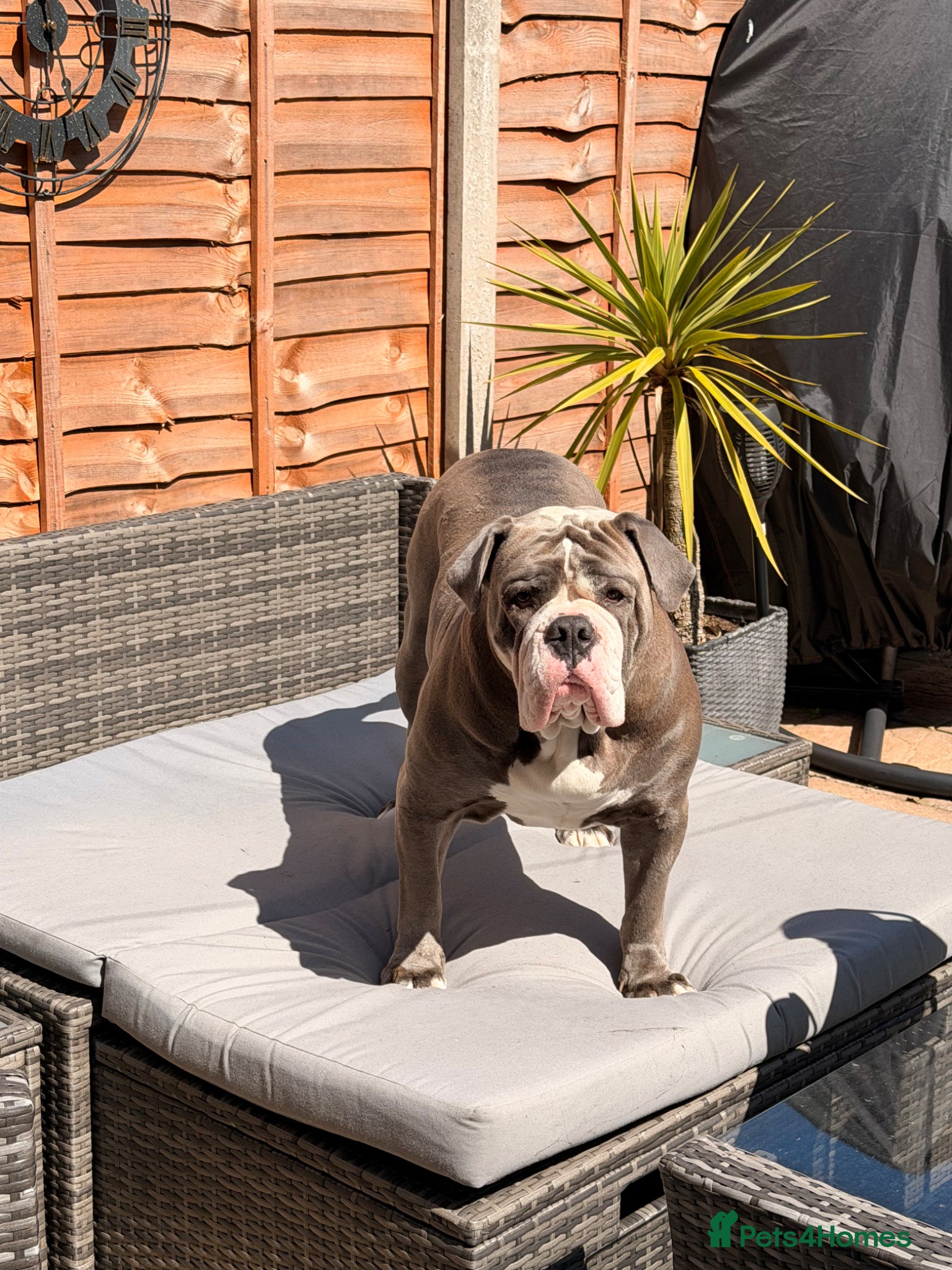 Olde English Bulldogge dogs Stud male - Advert 1