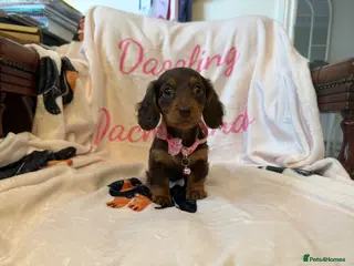 Miniature Dachshund dogs Stunning Longcoats 5 Star Reviews 5 Star Licensed - Advert 6