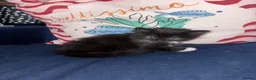 British Longhair cats for sale: Fluffy kittens for sale  - Advert 3