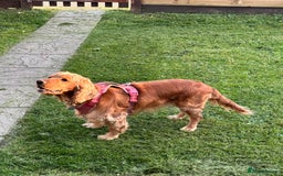 Cocker Spaniel dogs for sale: Cocker Spaniel for sale  - Image 5