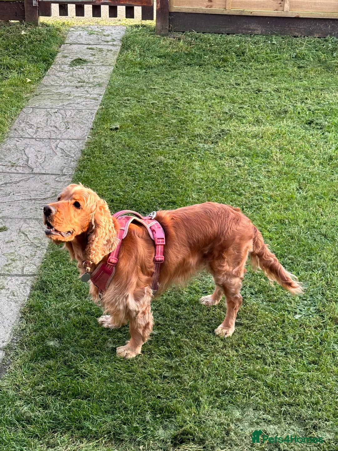 Cocker Spaniel dogs for sale: Cocker Spaniel for sale  - Image 5