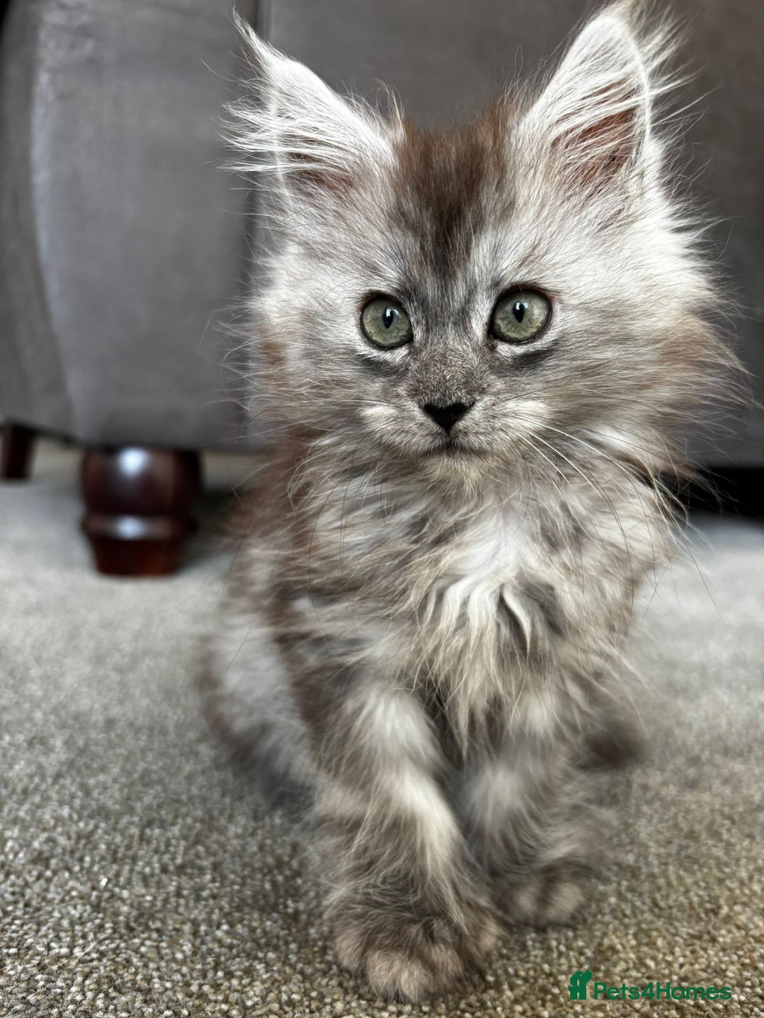 Maine Coon cats for sale: Last gorgeous girl - Advert 9