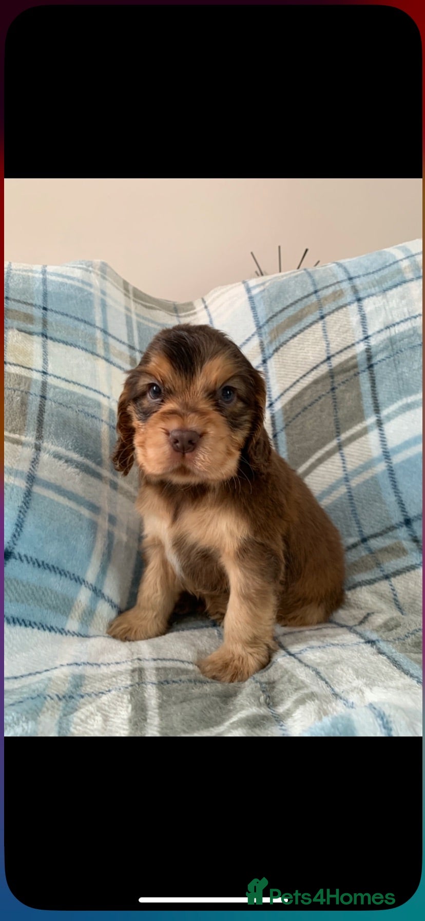 Cocker Spaniel dogs Show type cocker spaniel puppy’s  - Advert 2