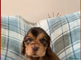 Cocker Spaniel dogs Show type cocker spaniel puppy’s - Advert 2