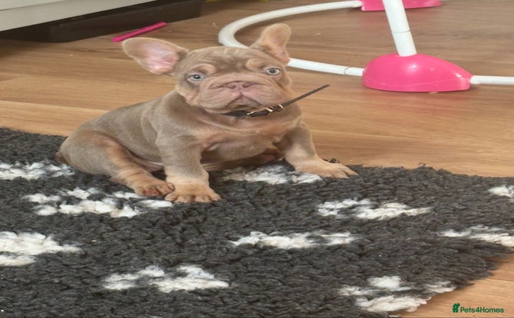 French Bulldog dogs - Advert 1