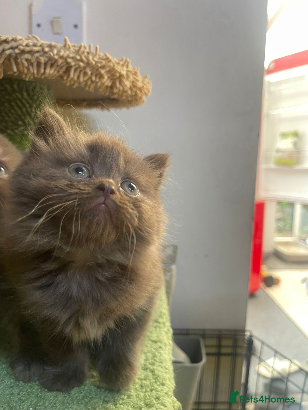 British Longhair cats for sale: Purebred Chocolate British longhair  kittens  - Image 5