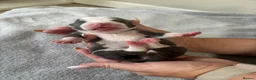 Staffordshire Bull Terrier dogs for sale: Staffordshire Bull Terrier puppies x8 in Swadlincote - Advert 28