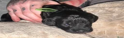 Bordoodle dogs for sale: F1b Miniature Bordoodle  - Advert 28