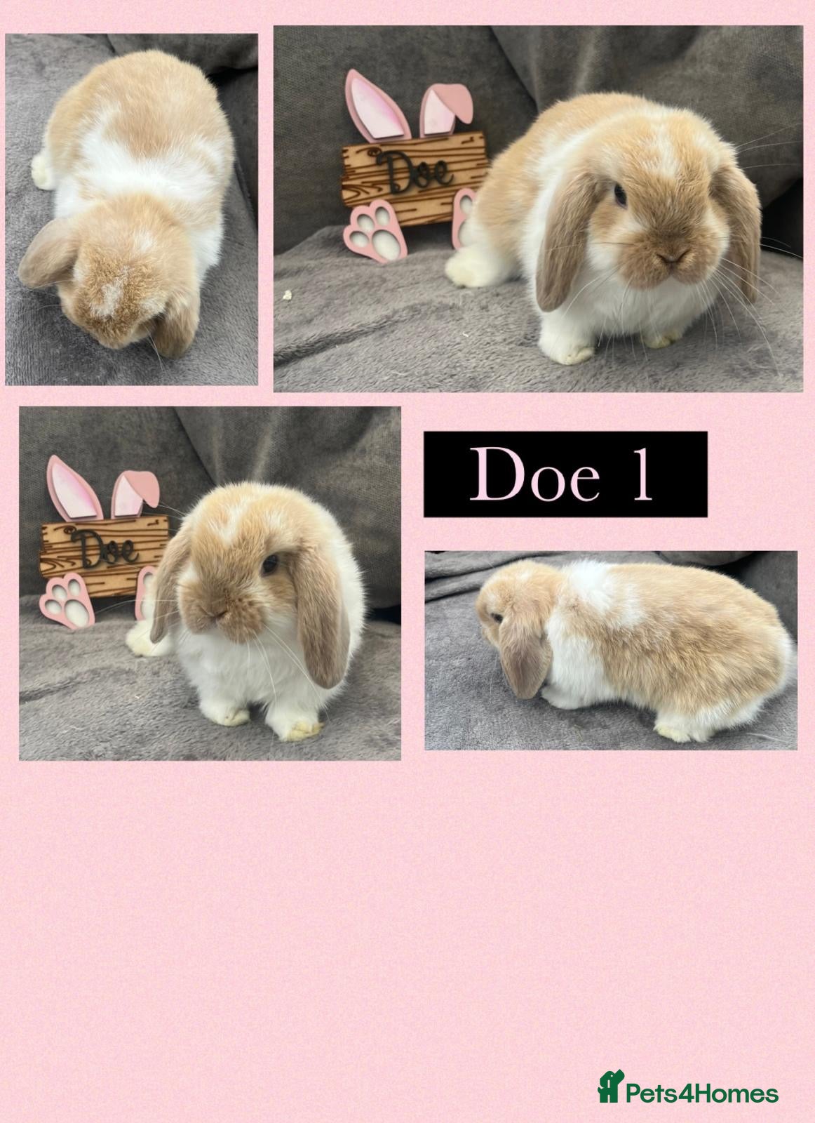 Mini Lop rabbits Beautiful Pure bred mini lop babies - Advert 1