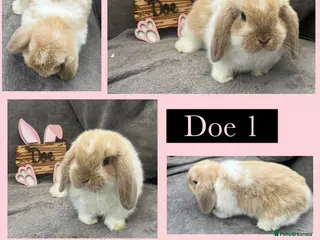 Mini Lop rabbits Beautiful Pure bred mini lop babies - Advert 1