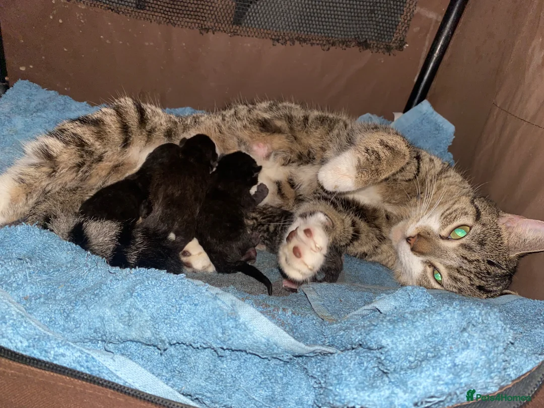 Mixed Breed cats for sale: 4 Beautiful BSH Kittens - Advert 5