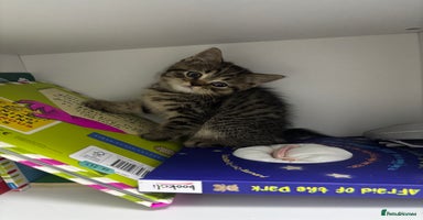 Scottish Fold cats - Advert 9